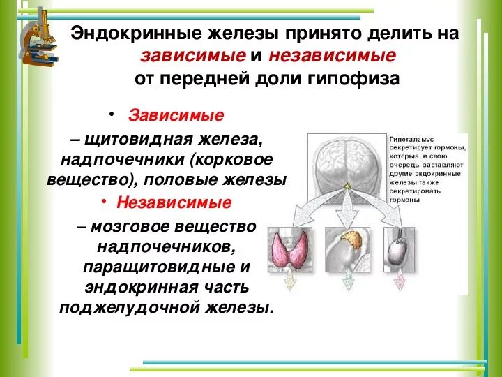 К эндокринным железам относятся гипофиз. .система желез внутренней секреции. функции. гормоны желёз внутренней секреции. гипофизнезависимые железы внутренней секреции. нейрогормоны железа внутренней секреции.