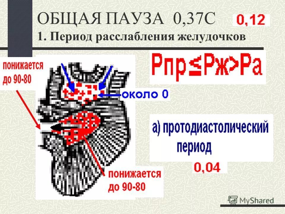 Одна из камер сердечной мышцы