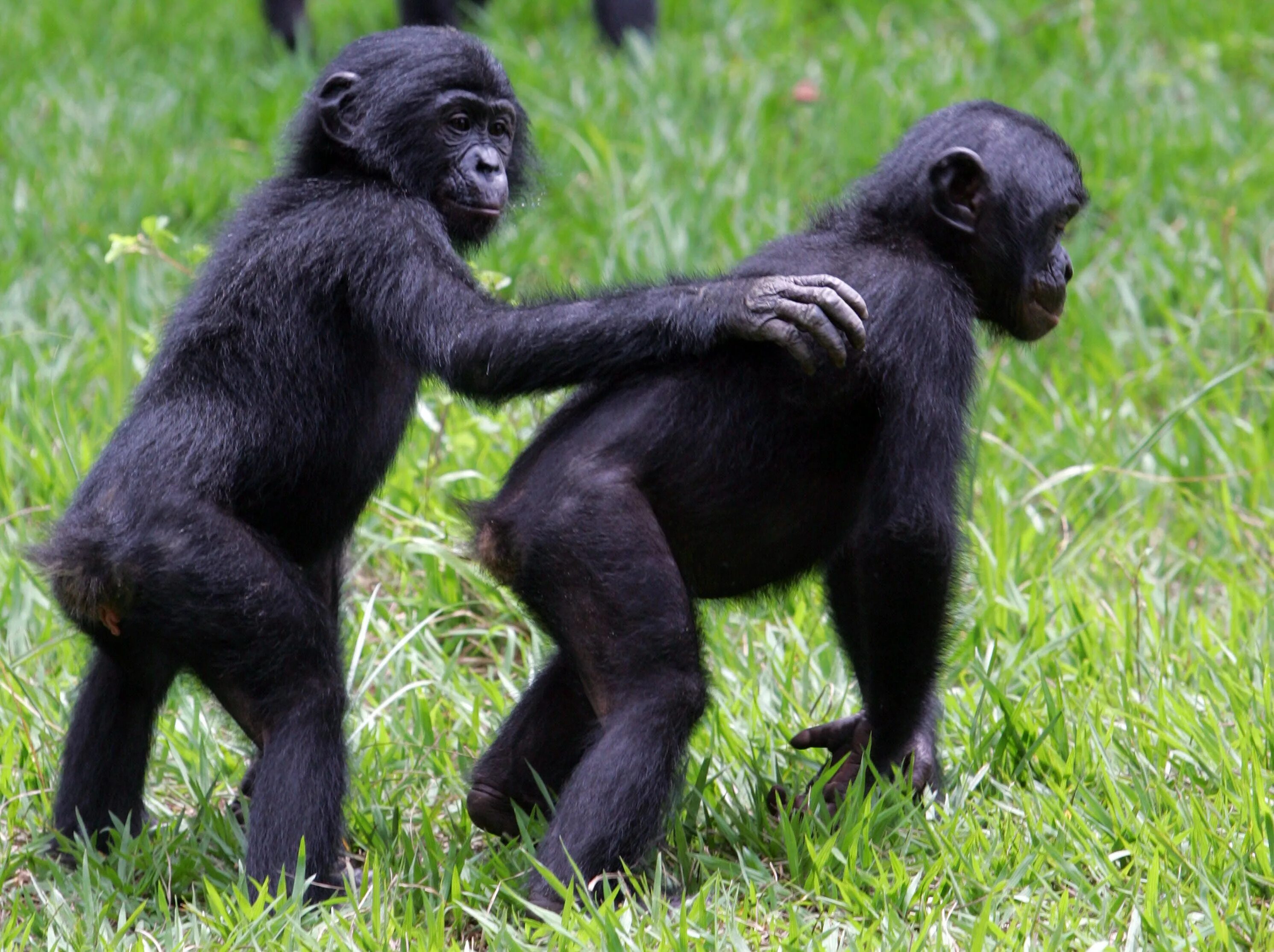 Самая человекообразная обезьяна. Шимпанзе бонобо. Карликовые шимпанзе бонобо. Горилла бонобо. Самка бонобо.