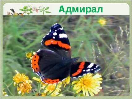 Беспозвоночные птицы