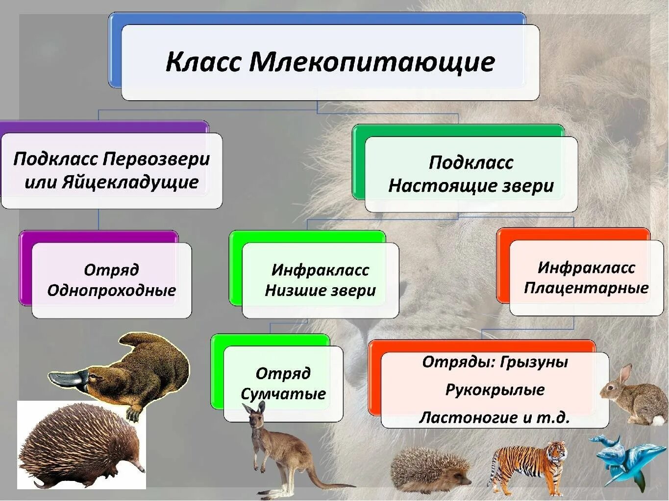 Укажи признак характерный для животных. Подкласс первозвери представители. систематика млекопитающих. многообразие млекопитающих. отряды животных млекопитающие.