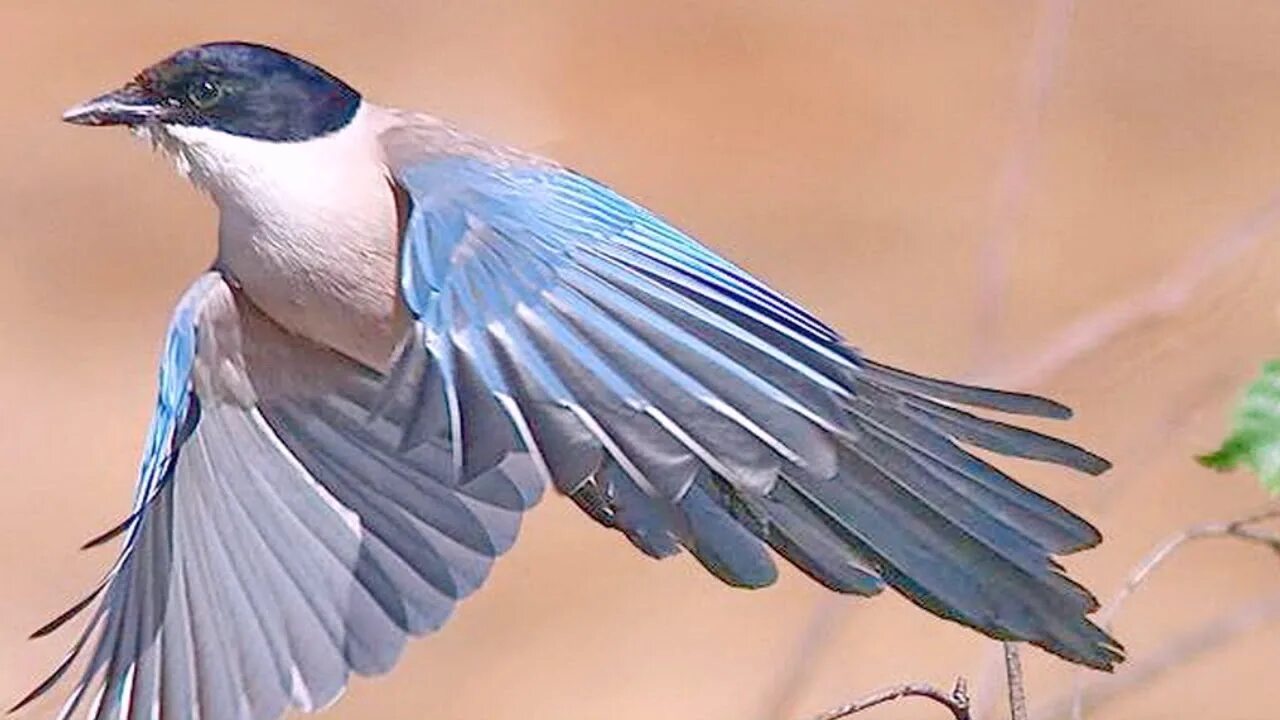 Самые частые птицы. Сорока голубая Уссурийская. Голубые сороки (Cyanopica Cyana). Голубая сорока Приморский край. Голубые сороки в Приморье.