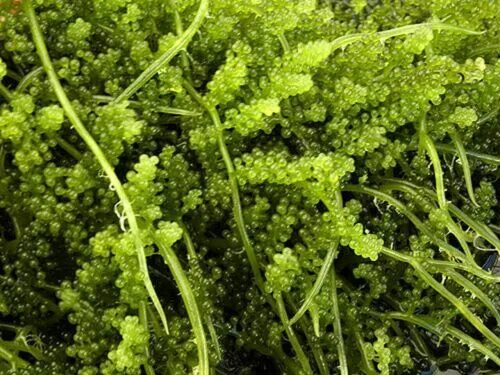 Морская водоросль Каулерпа - ,, Морской виноград ,, ( Caulerpa racemosa ) - Биол