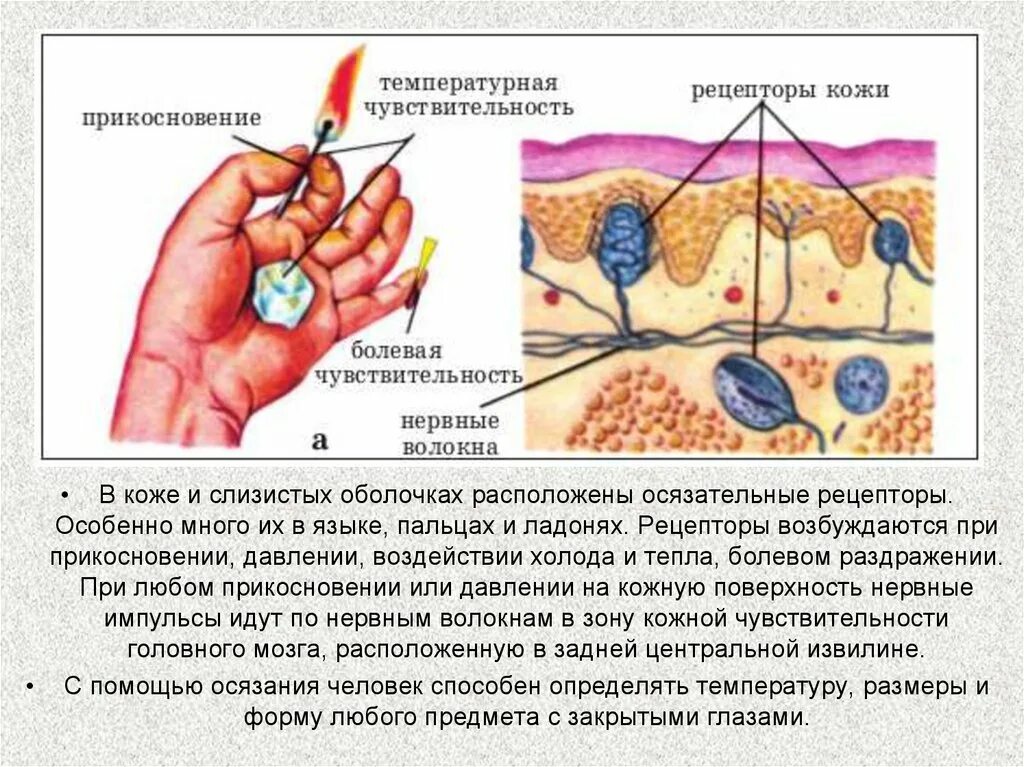 Функции тактильных рецепторов кожи. Рецепторы кожи температурные осязательные болевые. Схема строения органа осязания кожа. Осязательные рецепторы кожи функции.