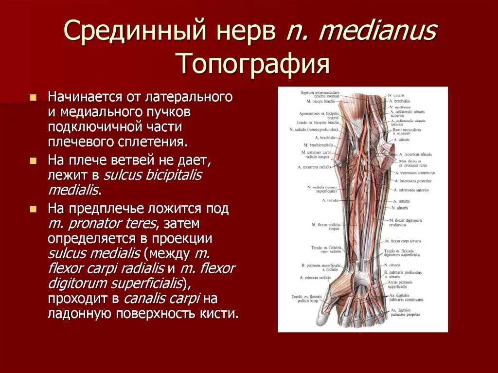 Срединный нерв иннервирует мышцы. Серединный нерв анатомия. Серединный нерв топография. Срединный нерв анатомия топография.