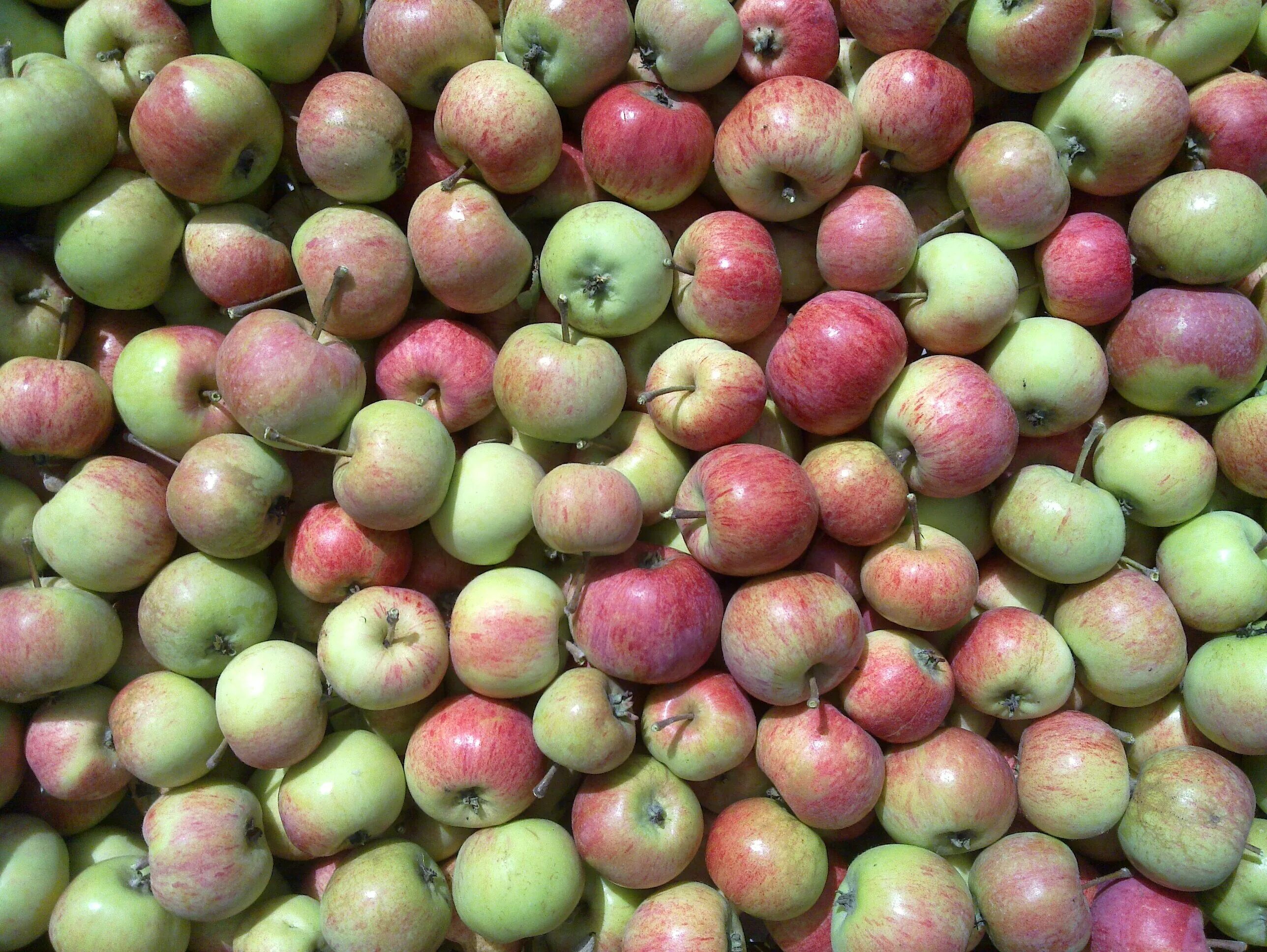 Apple turkey. Урожай яблок. Турецкие яблоки. Яблоки свежие. Разнообразие яблок.
