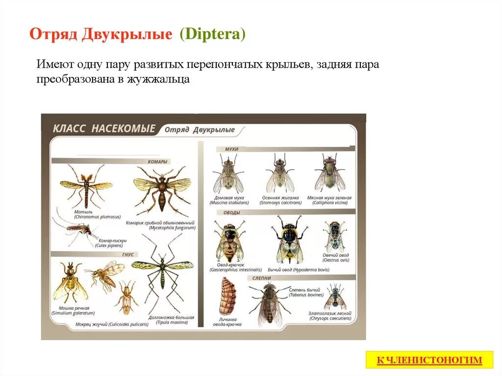 Отряды насекомых Двукрылые. Представители класса Двукрылые. Отряд Двукрылые отделы и формы тела. Представители двукрылых 7 класс. Комар членистоногие двукрылые