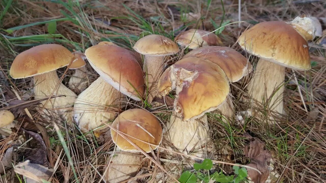 Хороша грибами время года. Грибная охота. Грибы повсюду. Нетронутый еловый лес сбор грибов.