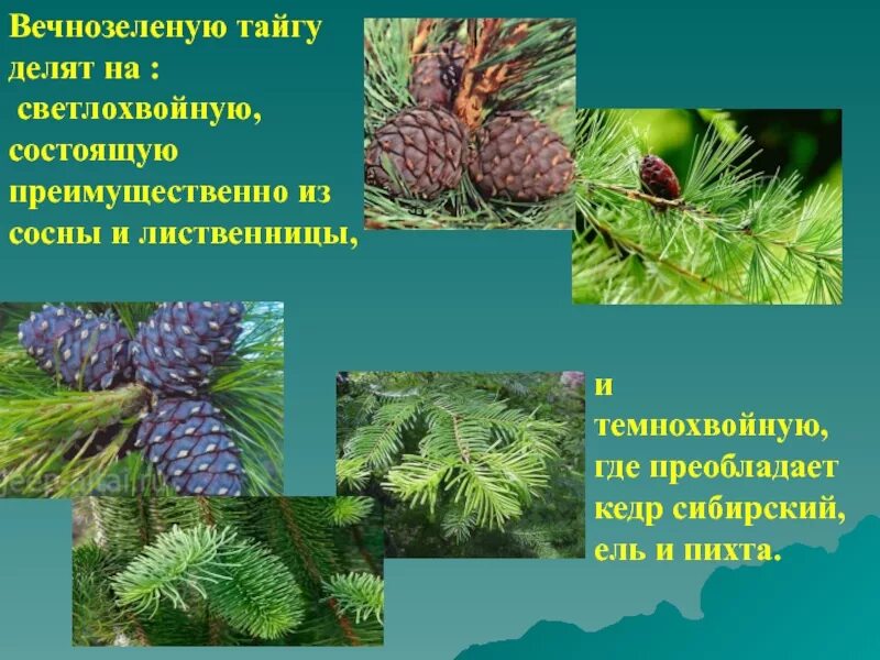 Светло хвойные. Кедр темнохвойная Тайга. Светлохвойная Тайга растения. Растительный мир светлохвойной тайги. Кедр в тайге.