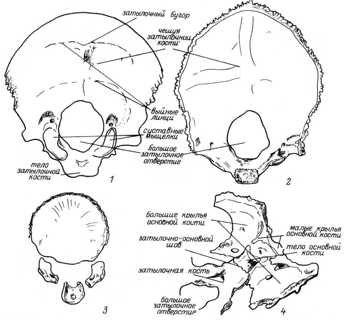 Кости черепа затылок. Кости мозгового черепа затылочная кость. Затылочная кость черепа анатомия части. Строение костей черепа затылочная. Строение затылочной кости черепа.