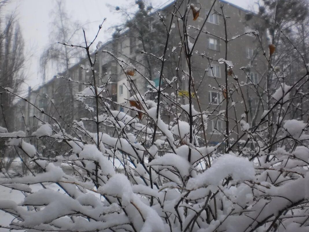 И снова выпадет снег. Зацвело в марте и выпал снег. В Ростове выпал снег.