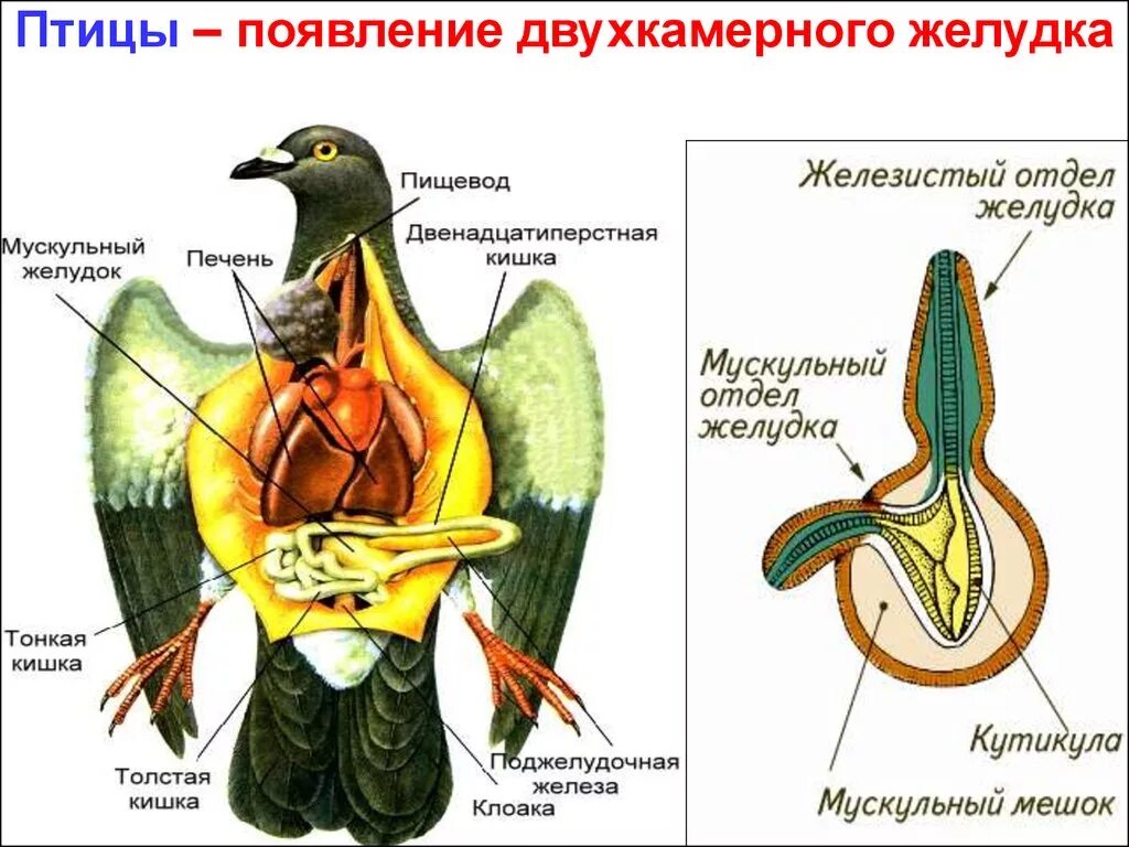 Мускульный отдел желудка образовался у птиц