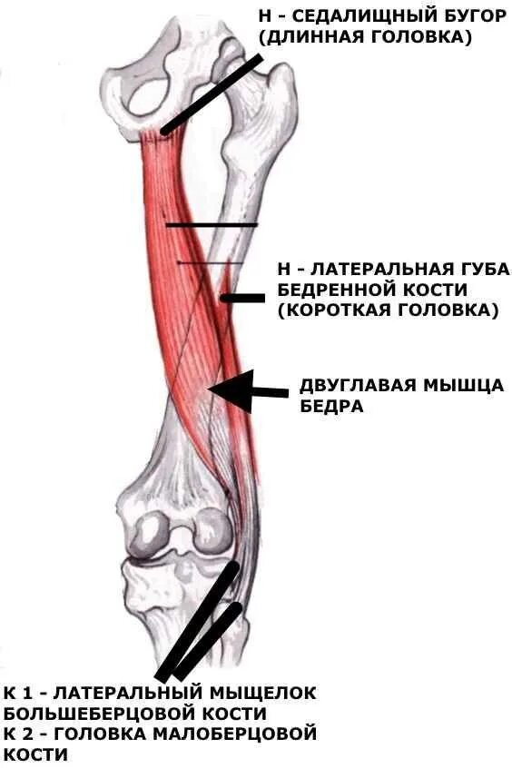 Сухожилие бедро задняя. Длинная головка двуглавой мышцы бедра. Двуглавая мышца бедра крепление. Бицепс бедра анатомия крепления функции. Двуглавая мышца бедра анатомия функции.