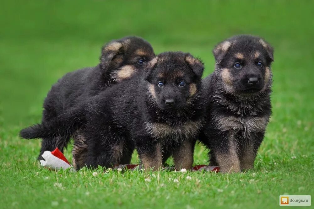 Найти овчарку немецкую щенков. Кутята немецкой овчарки. Щенки германской овчарки. Собака немецкая овчарка щенок. Найти овчарку немецкую щенков.