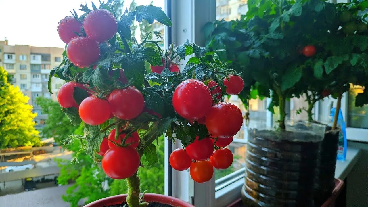 8 лучших ампельных сортов томатов