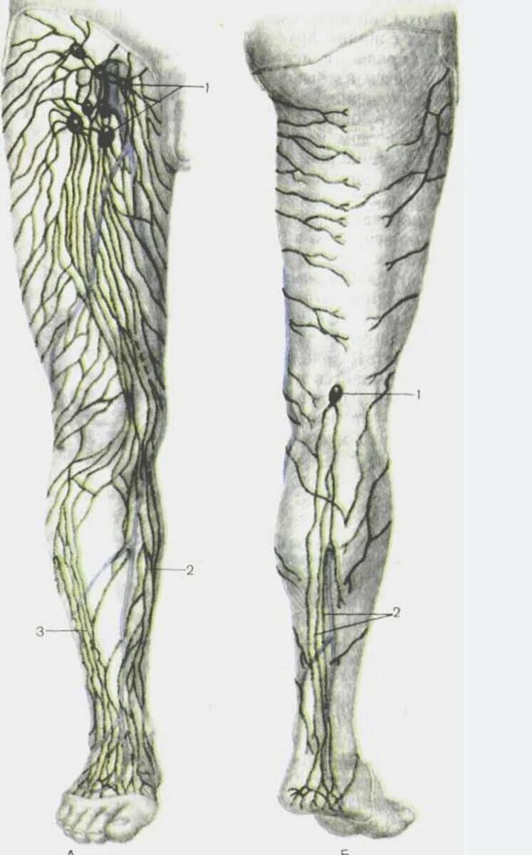 Подколенные лимфоузлы расположение. Регионарные лимфатические узлы нижней конечности. Лимфоузлы на ногах где