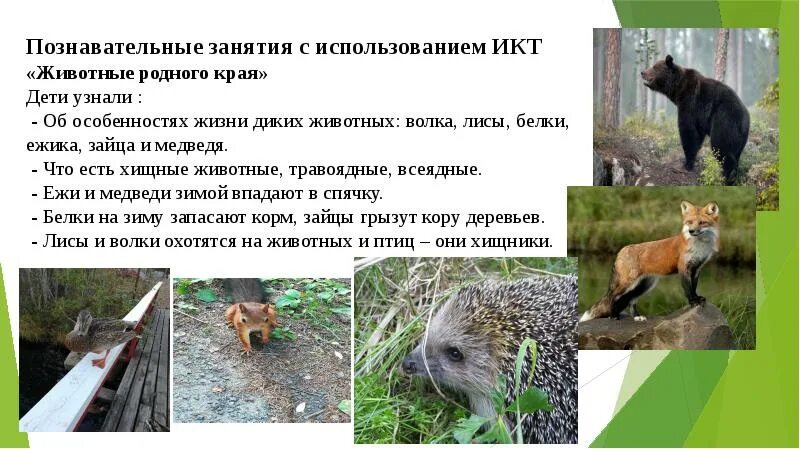 Животные родного края краткая характеристика. Животные родного края. животные родного края волк. &quot;животные родного края&quot; связать крючкоом. рассказ о красоте животных родного края.