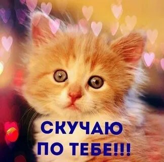 Песня котенок мой я по тебе скучаю