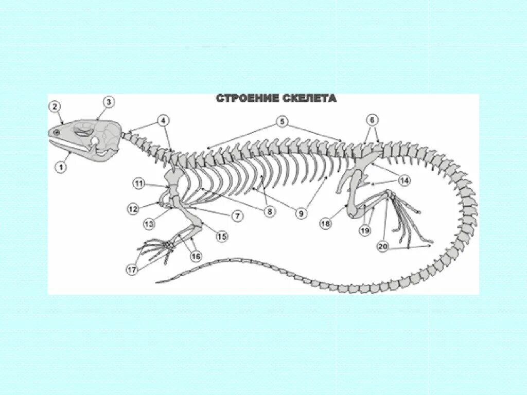 Амниоты строение. Скелет ящерицы строение скелета. Строение скелета ящерицы. Анамнии и амниоты строение.