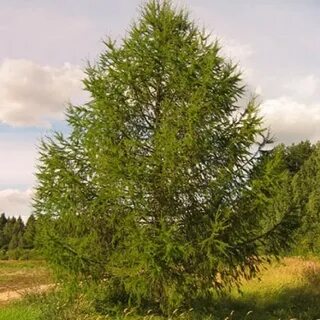 Лиственница растет в тайге