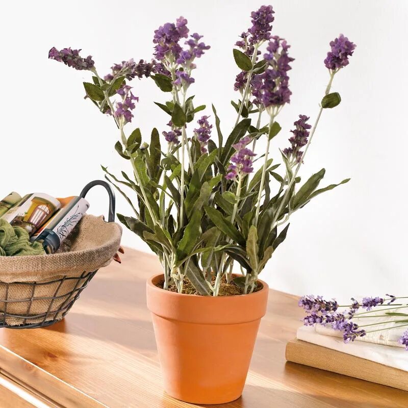 Friday Favorites Decorating with Lavender Lavender plant, White flower farm, I