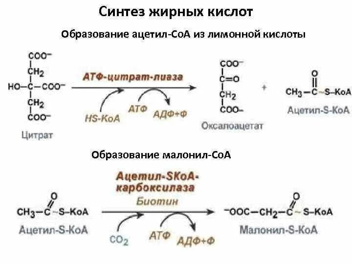 Синтез жирных кислот из малонил КОА. Синтез жирных кислот схема. Синтез ВЖК из ацетил КОА. Синтез цитрата из ацетил КОА. Место синтеза жиров