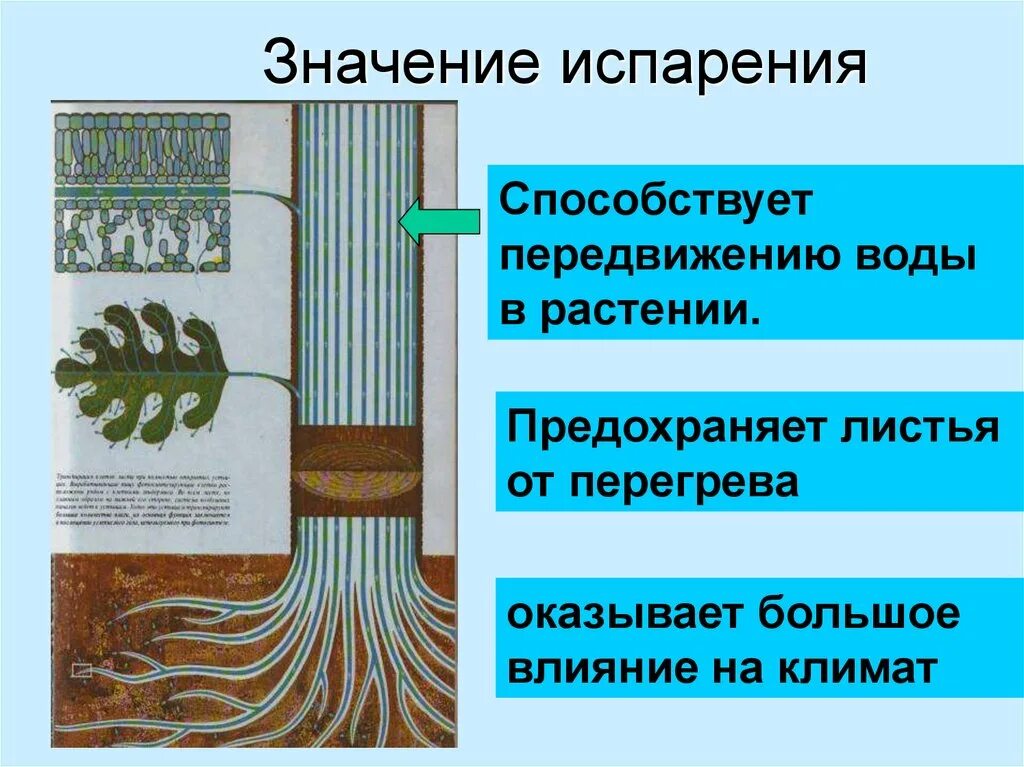 Транспирацию испарение воды. Схема транспирации растений. Испарение воды листьями. Транспирация у растений. Процесс транспирации у растений.