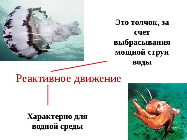 Движение живых. Реактивное движение характерно для. движение в водной среде. реактивный тип движения характерен для. реактивное движение в природе плакат.
