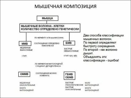 Соотношение жировых и мышечных тканей