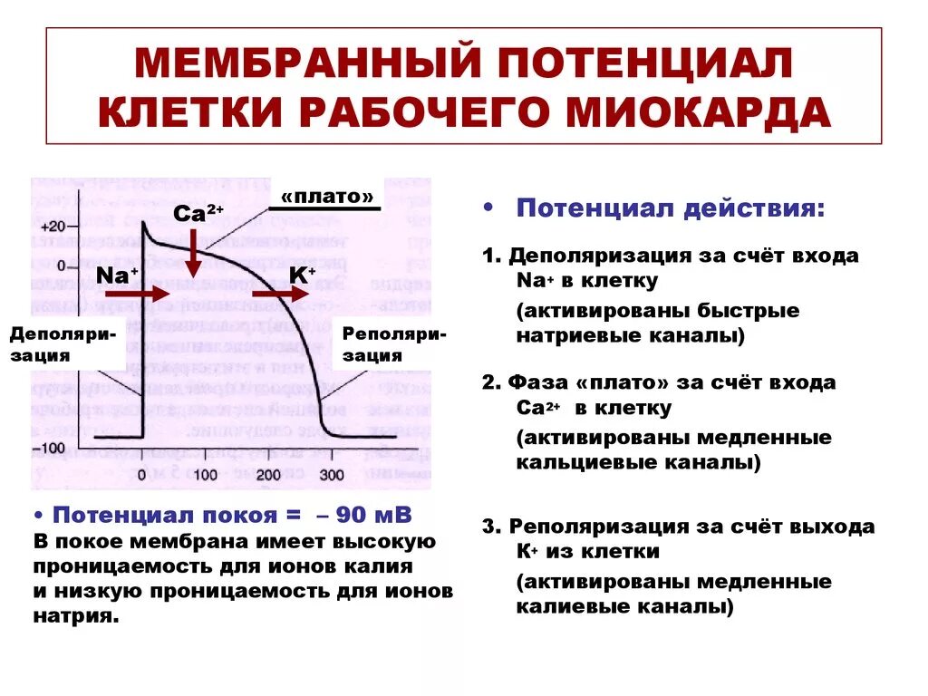Абсолютная рефрактерность типичного кардиомиоцита. Мембранный потенциал покоя клетки. мембранный потенциал покоя кардиомиоцитов. мембранный потенциал рабочего кардиомиоцита. потенциал покоя на мембране клетки.