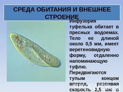 Чем отличается эвглена зеленая от инфузории туфельки