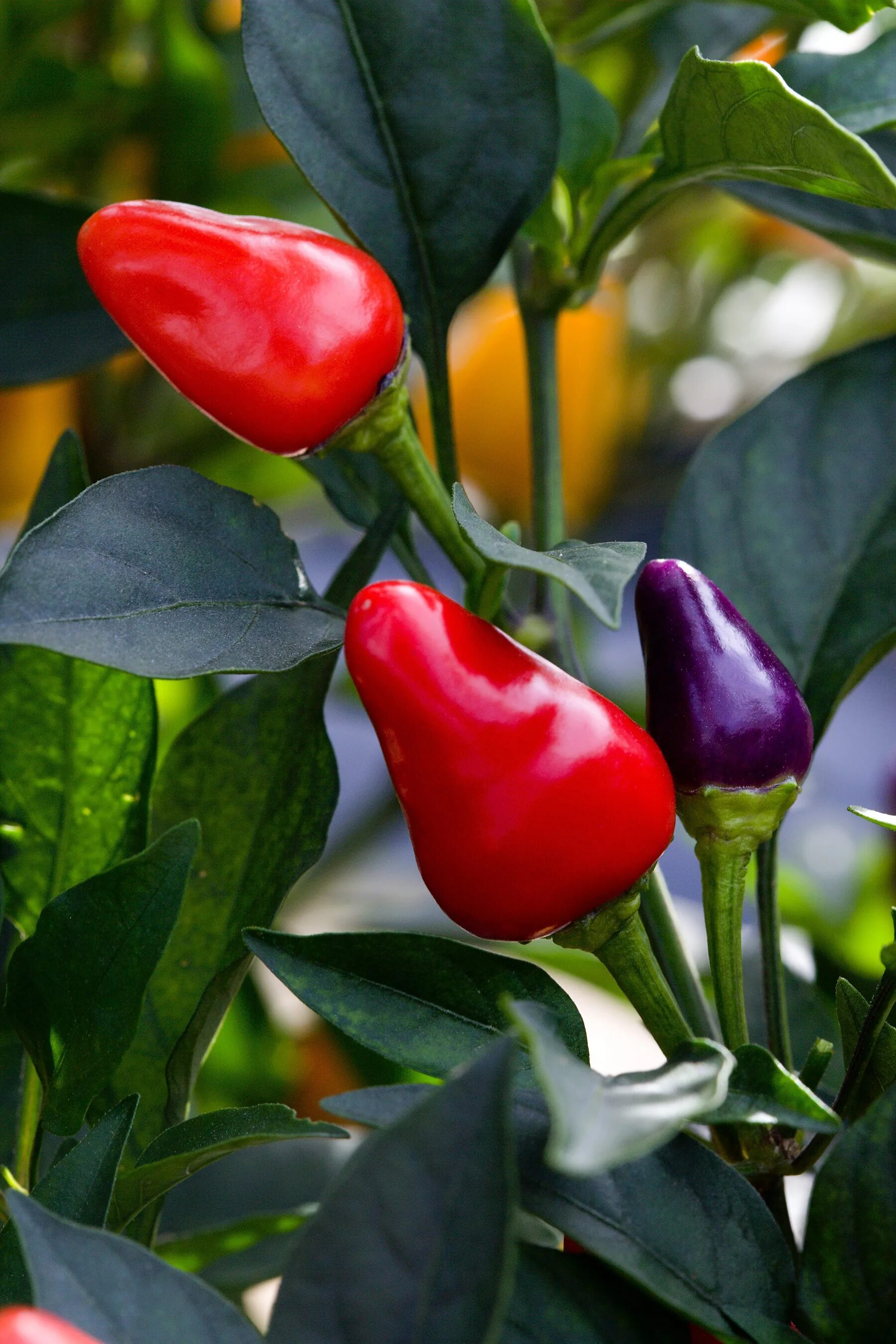 Маленький сладкий перец. Болгарский капсикум перец. Сорт перца Capsicum annuum. Перец кустарниковый шедевр.