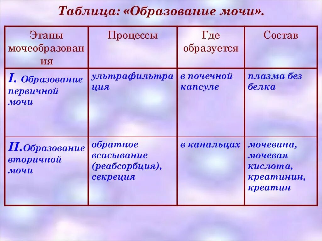 Процесс образования мочи в почках человека. Фазы образования мочи схема. этапы образования мочи. образование мочи таблица. процесс образования мочи кратко.