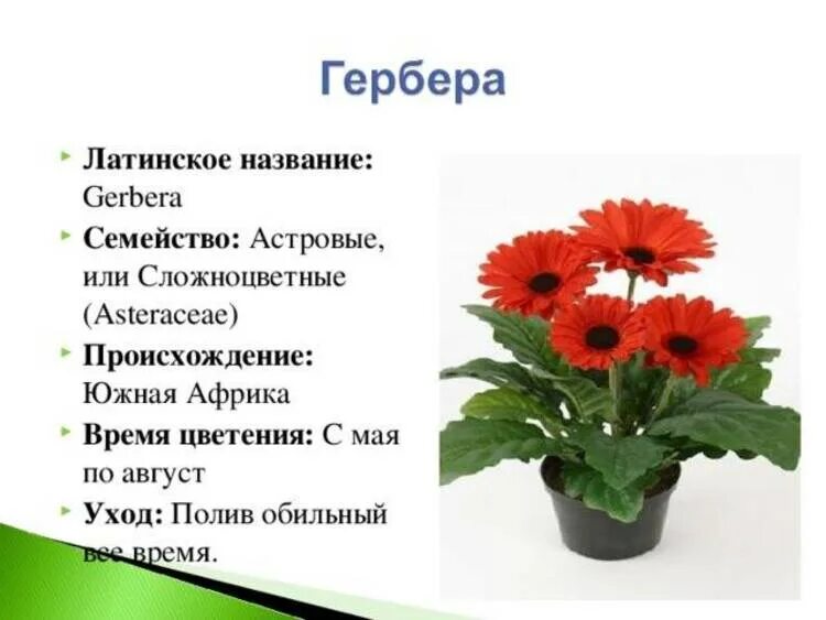 Гербера ударение. Герберы однолетние растения?. Гербера трансваальская Маргаритка. Гербера описание. Гербера комнатное растение.