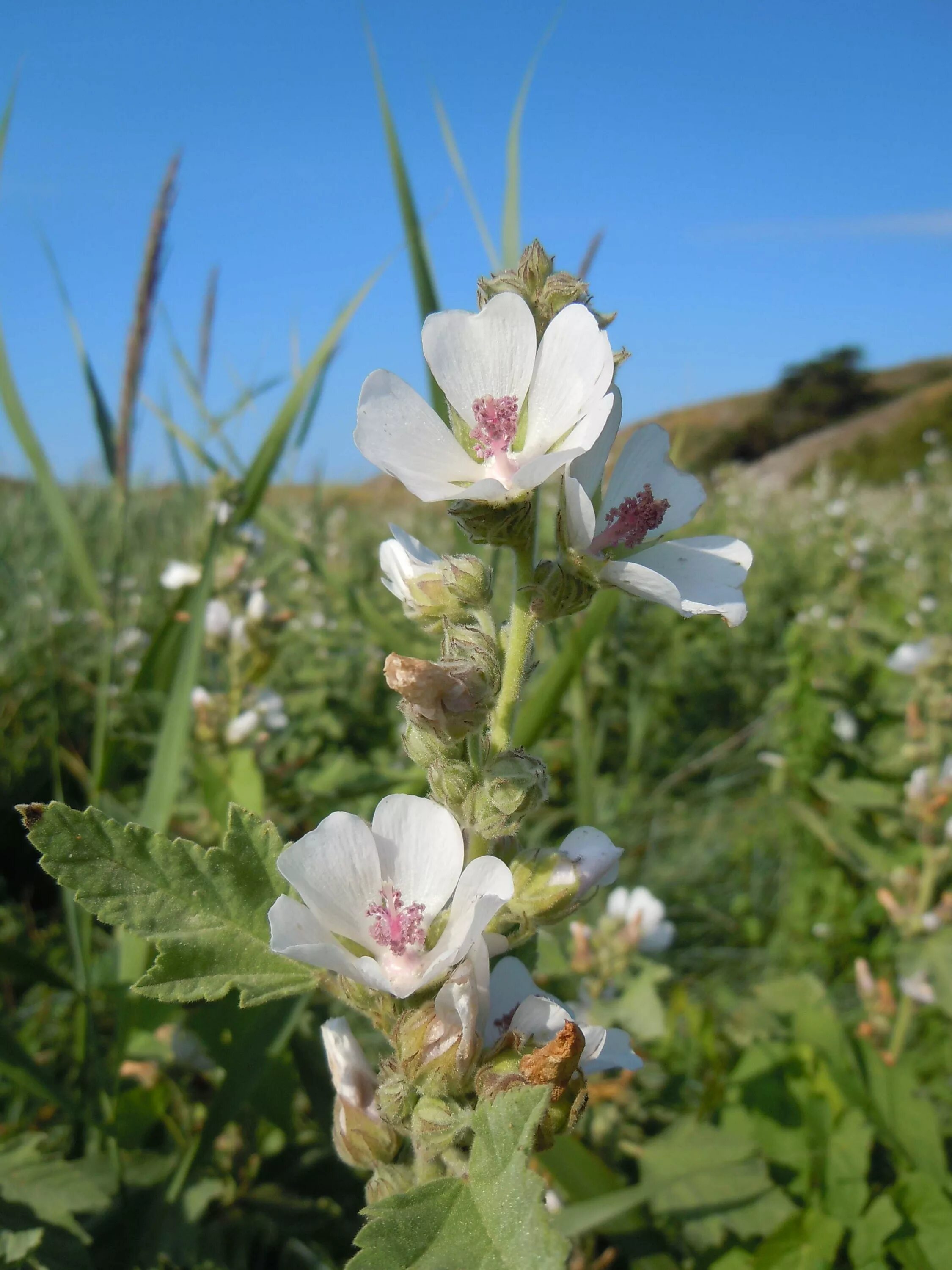 Алтей латынь. Althaea officinalis. Алтей лекарственный растение. Алтей лекарственный и Алтей армянский. Алтей полевой.