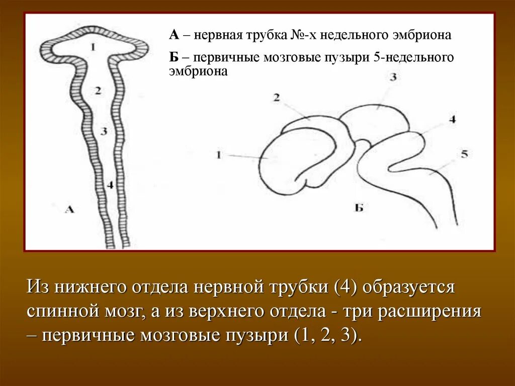 Представители трубчатой нервной системы. Нервная трубка. Нервная трубка эмбриона. Нервная трубка образуется из. Онтогенез спинного и головного мозга нервная трубка и ее производные.