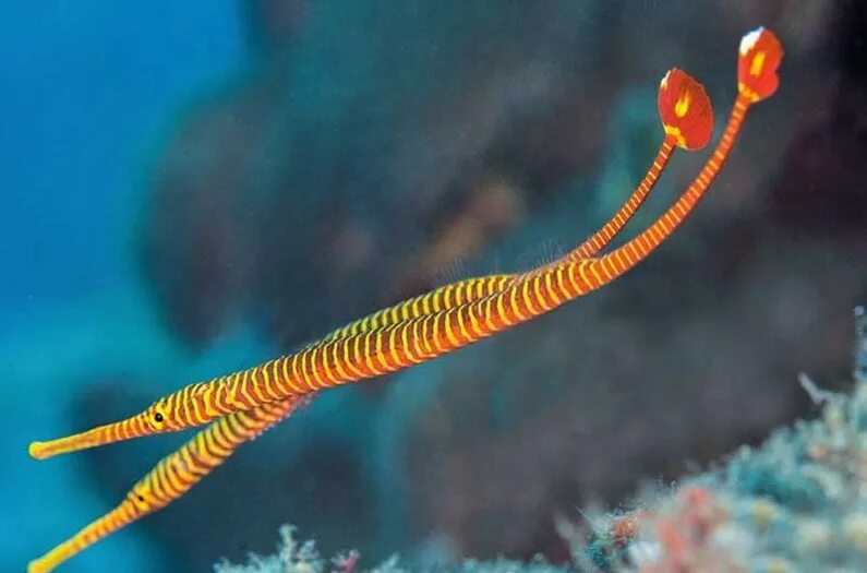 Рыба инимикус википедия. Обитатели морей и океанов. Gymnothorax javanicus. Подводный мир тихого океана. Сообщение о морском коньке.