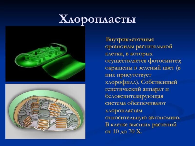 Наличие в клетках хлоропластов. Хлоропласты функции 5 класс биология. Что такое хлоропласты в биологии 6 класс. Биология 6 класс строение клетки хлоропласты. Органоиды клетки растения 6 класс хлоропласт.