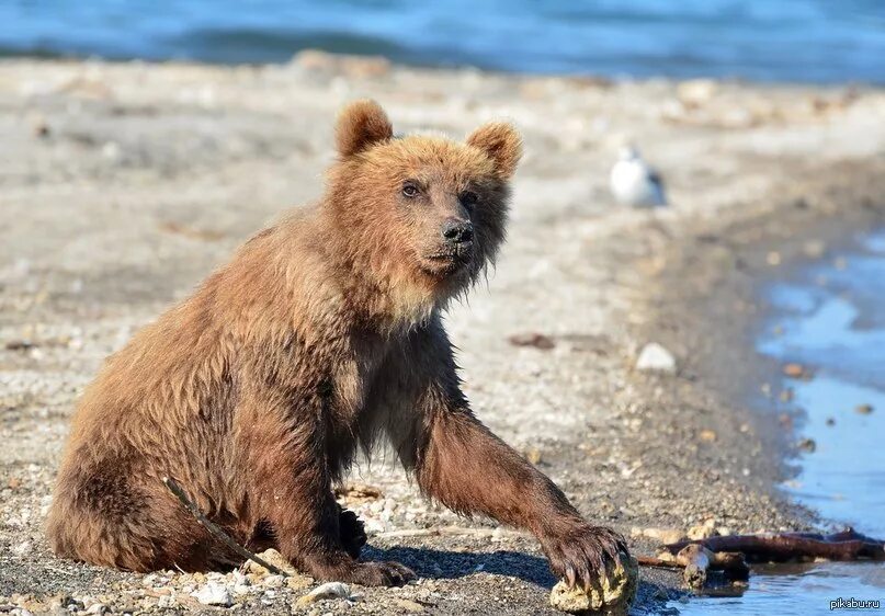 Я медведь настоящий медвежонок или нет. Худой медведь. Молодой медведь. Худой Медвежонок. Худой бурый медведь.