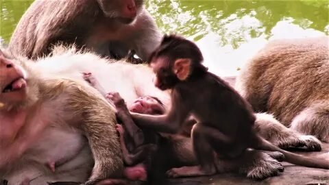 Baby monkey wildlife