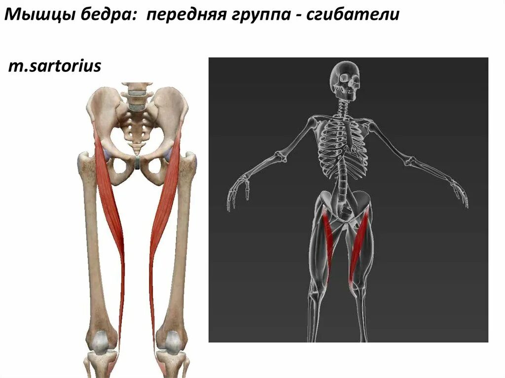 Мышцы четырехглавая,гребенчатая, портняжная. Портняжная мышца – musculus sartorius. Портняжная мышца – musculus sartorius. M sartorius. M sartorius функция.