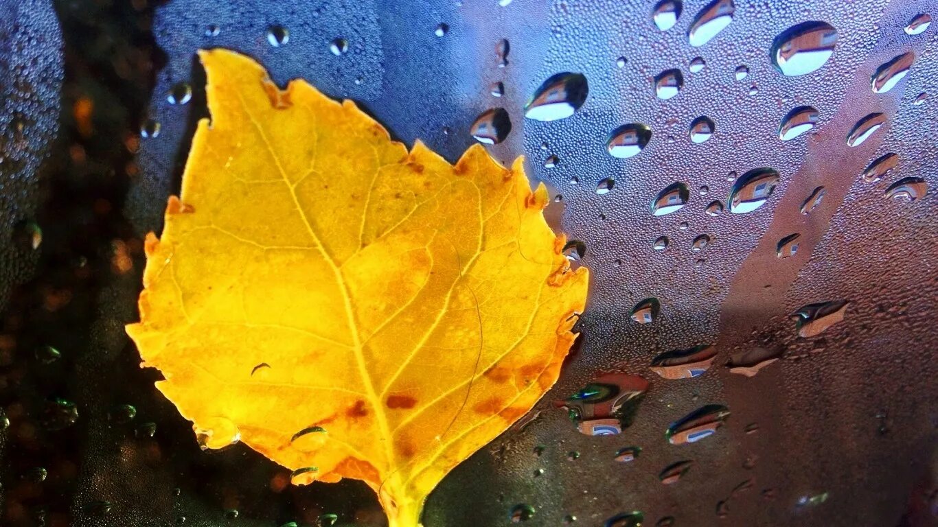 крупные листья. большой лист дождь. осенний лист на мокром стекле. осенние листья обои. большой лист дождь.