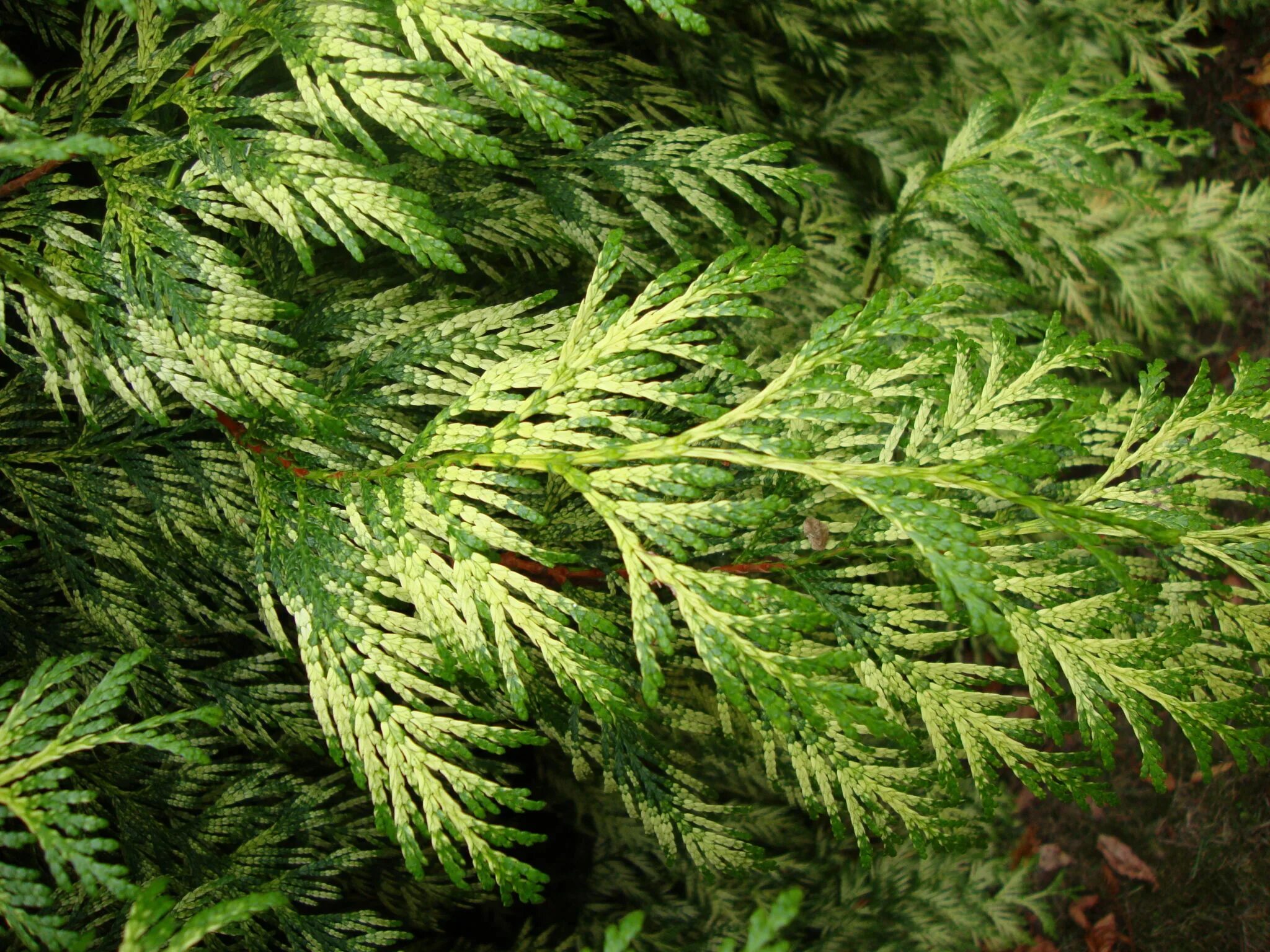 Thuja plicata zebrina туя складчатая зебрина. туя складчатая thuja plicata. туя складчатая зебрина. Thuja plicata zebrina. туя складчатая зебрина.