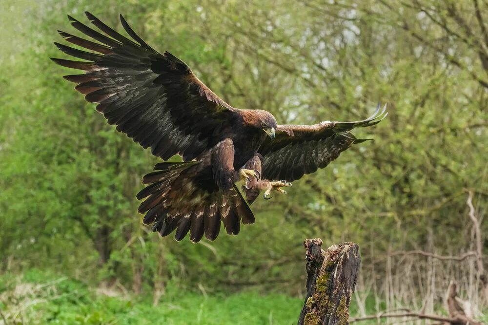 Hawk eagle