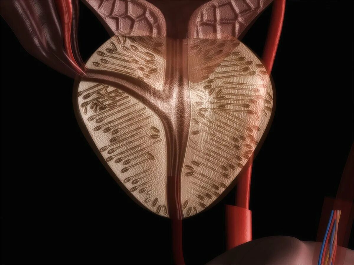 Предстательная железа в 3 д анатомия. Мышцы предстательной железы. Простата это предстательная