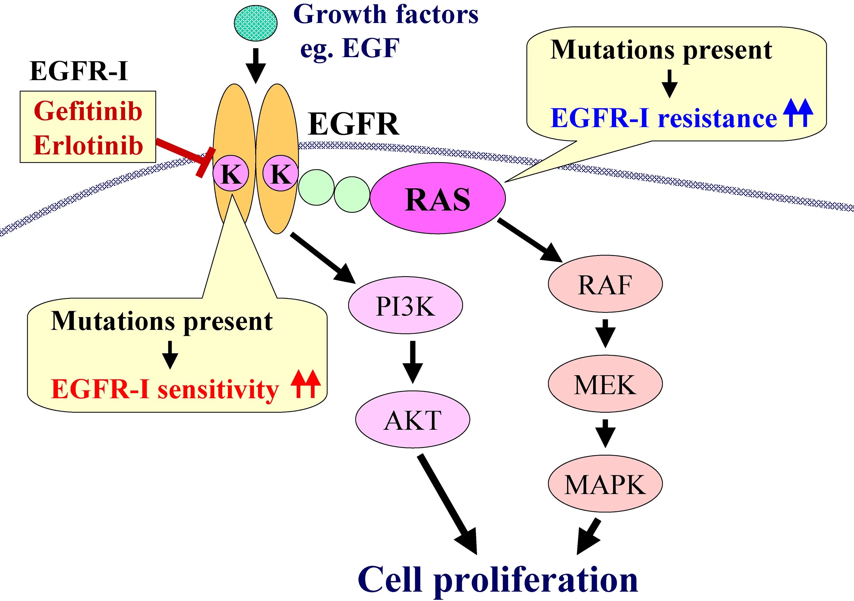 Egf ген мутация. Egfr мутация. Рецептор эпидермального фактора роста egfr. Egfr мутация. Сигнальные пути активации клеток.