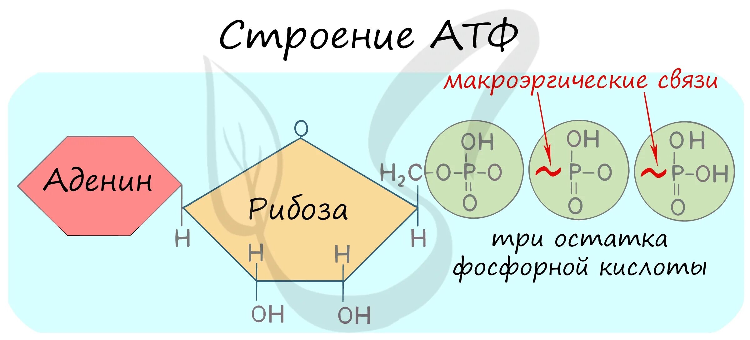 Остаток кислоты атф. Макроэргические связи в молекуле АТФ. Формула АТФ С макроэргическими связями. Макроэргическое соединение АТФ. Гидролиз макроэргических связей молекулы АТФ.