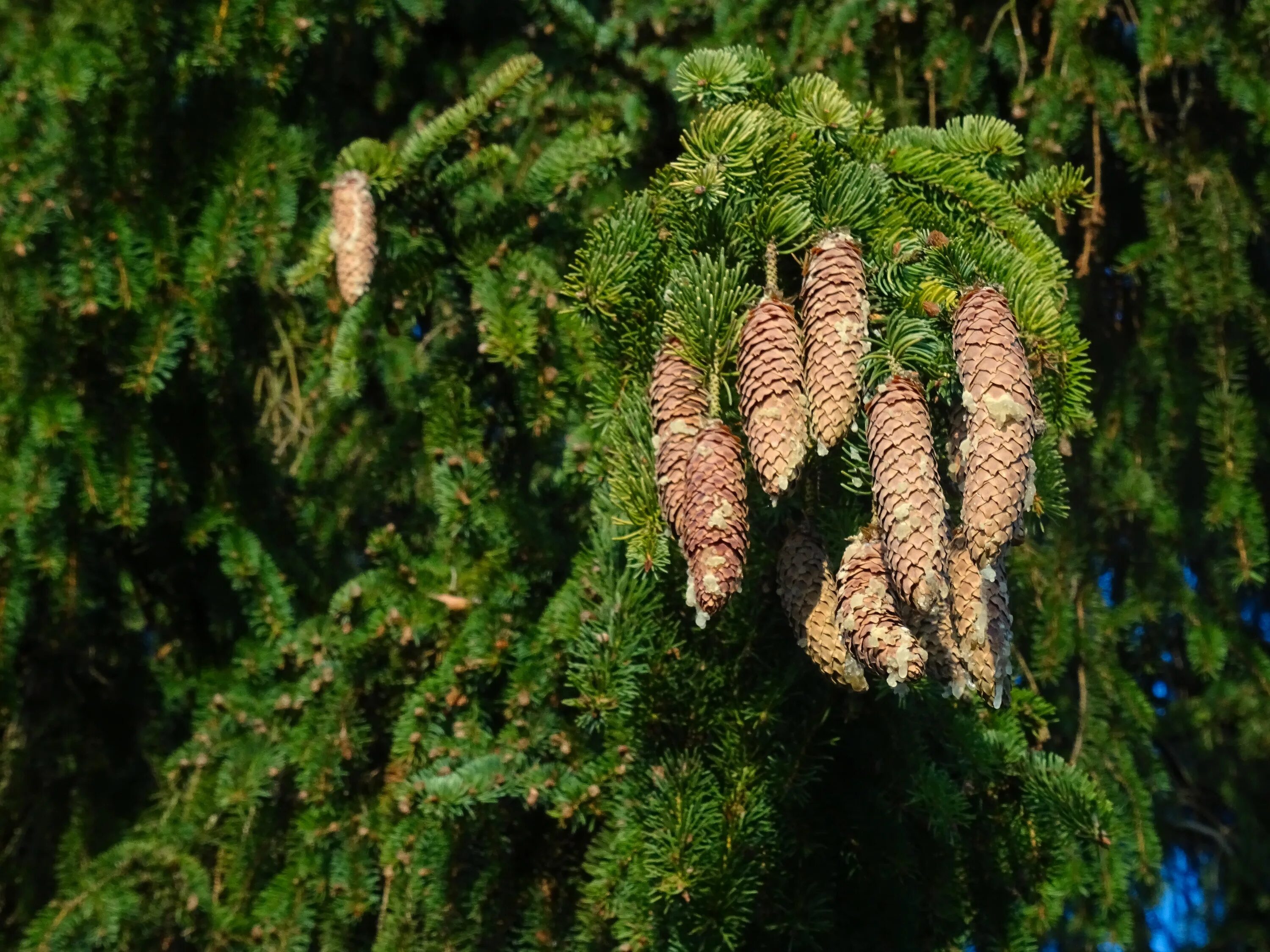 Можно ли хвойное дерево. Ель Тянь-Шаньская. Picea-columnaris. Ель обыкновенная Колумнарис. Ель Максимовича.