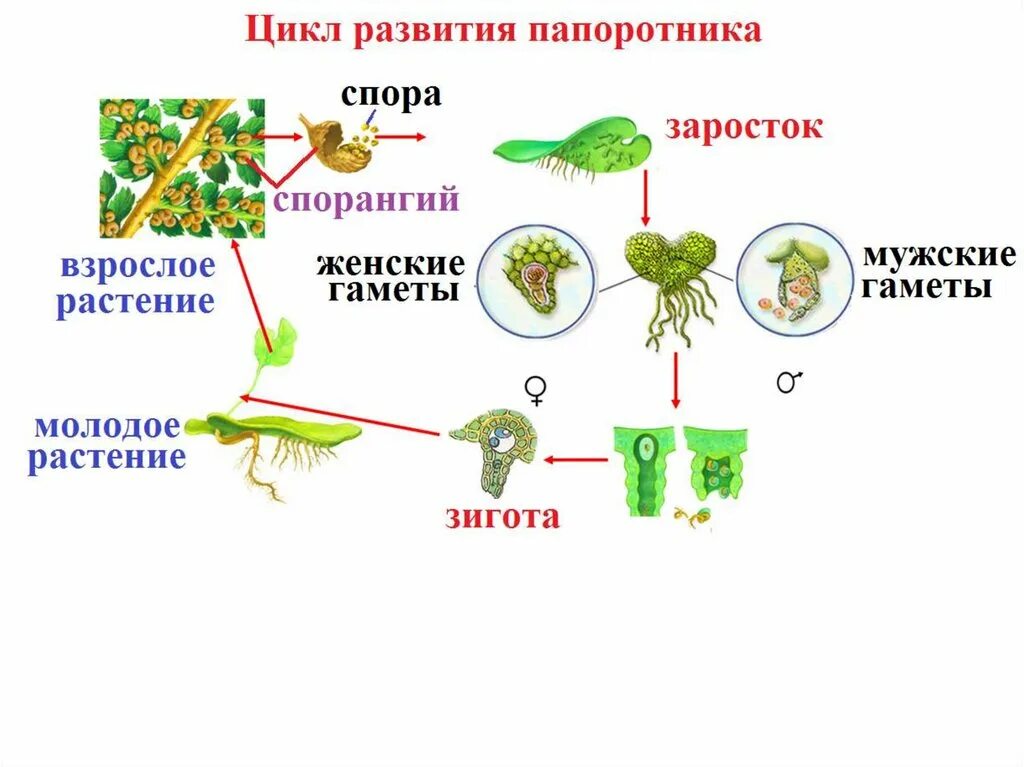 Жизненный процесс папоротника