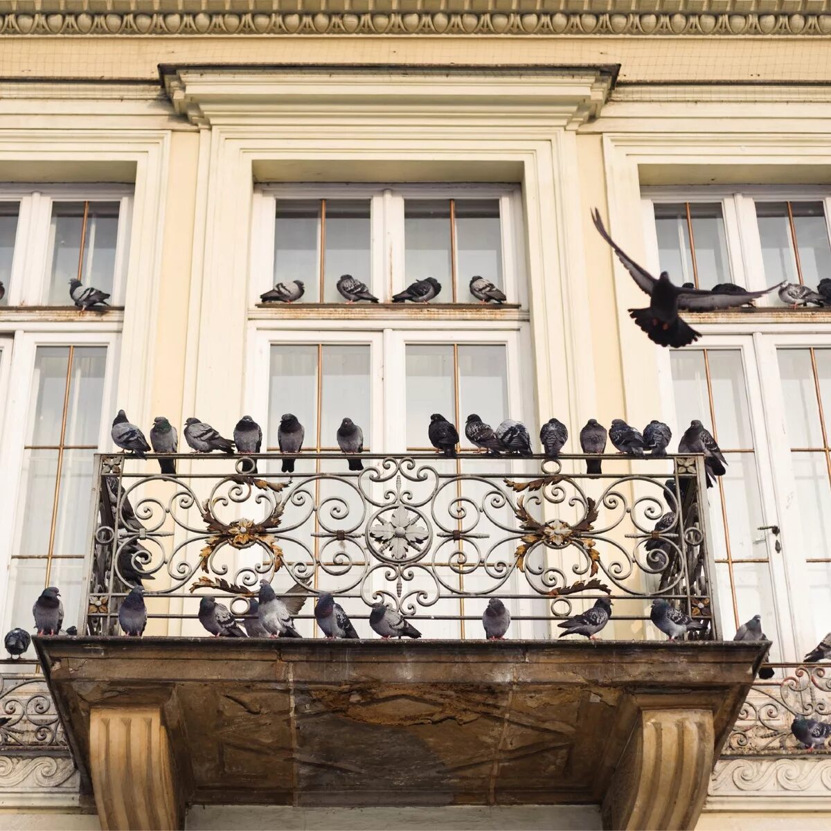Гнездо голубя на балконе примета. Голуби на балконе. Голубятник на балконе. Гнездо на балконе. Гнездо голубя на балконе.